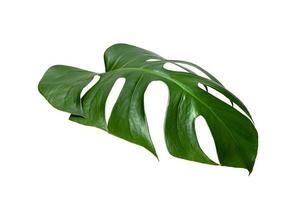 Green leaves pattern ,leaf monstera isolated on white background photo