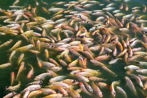 nile tilapia fish in pond photo