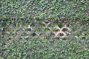 ivy with wall texture background photo