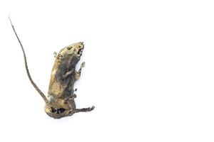 rata momificada por naturaleza sobre fondo blanco foto