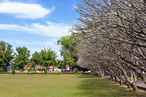 árbol frangipani en la provincia de nan, tailandia. foto