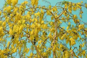 Golden Shower or Cassia Fistula in Cyan sky,national tree of Thailand photo