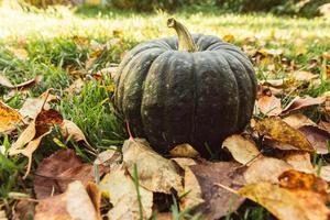 Autumnal Background. Autumn fall pumpkin on dried fall leaves garden background outdoor. October september wallpaper Change of seasons ripe organic food concept Halloween party Thanksgiving day. photo