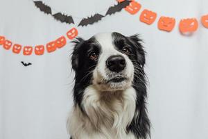 Trick or Treat concept. Funny puppy dog border collie on white background with halloween garland decorations. Preparation for Halloween party. photo