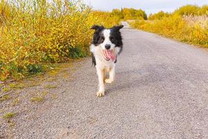 Outdoor portrait of cute smiling puppy border collie running in autumn park outdoor. Little dog with funny face on walking in sunny autumn fall day. Hello Autumn cold weather concept. photo