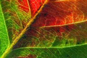 primer plano otoño otoño extrema textura macro vista de hoja de madera verde naranja rojo resplandor de hoja de árbol en el fondo del sol. fondo de pantalla de octubre o septiembre de naturaleza inspiradora. concepto de cambio de estaciones. foto