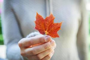 Closeup natural autumn fall view woman hands holding red orange maple leaf on park background. Inspirational nature october or september wallpaper. Change of seasons concept. photo