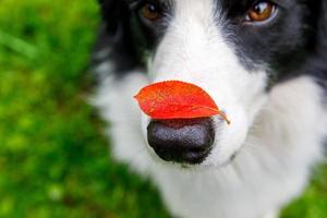 Outdoor portrait of cute funny puppy dog border collie with red fall leaf on nose sitting in autumn park. Dog sniffing autumn leaves on walk. Close Up selective focus. Funny pet concept photo