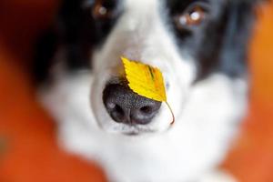 Outdoor portrait of cute funny puppy dog border collie with yellow fall leaf on nose. Dog sniffing autumn leaves. Close Up selective focus. Funny pet concept photo