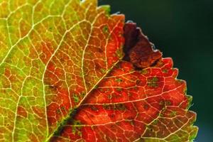 Closeup natural autumn fall macro view of red orange leaf glow in sun on blurred green background in garden or park. Inspirational nature october or september wallpaper. Change of seasons concept. photo