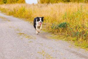 Outdoor portrait of cute smiling puppy border collie running in autumn park outdoor. Little dog with funny face on walking in sunny autumn fall day. Hello Autumn cold weather concept. photo