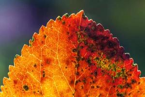 vista macro de otoño natural de primer plano de hoja naranja roja que brilla al sol sobre fondo verde borroso en el jardín o parque. fondo de pantalla de octubre o septiembre de naturaleza inspiradora. concepto de cambio de estaciones. foto