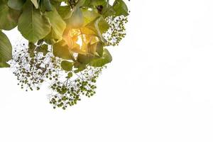 leaves of teak or Tectona grandis with sunlight on background photo