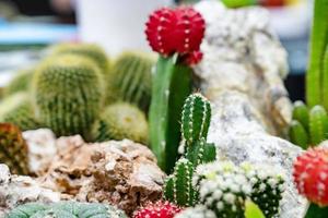 closeup various cactus plants in garden photo