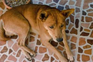 Stray dog on a floor photo