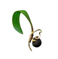 Green leaves pattern,growth of palm tree isolated on white background,include clipping ,include clipping path photo