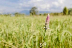 grass flowers on cornfield  background photo