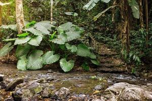 Elephant ear plant in forest photo