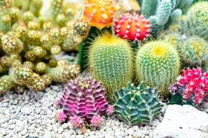 closeup various cactus plants in garden photo