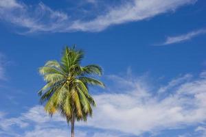 árbol de coco sobre fondo de cielo azul foto