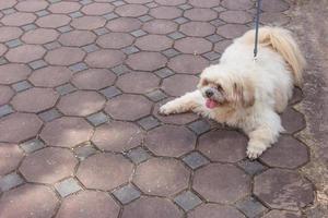 Fat dog on a floor photo