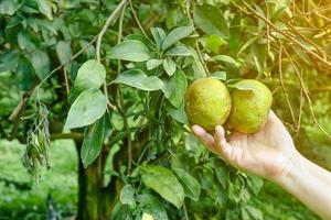 hand holding orange in plantation photo