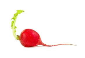 small red radish isolated on white background photo