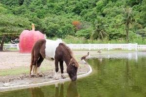 brown horse drinking water in pond photo