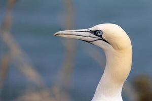 Gannet, Morus bassanus, at Bempton Cliffs in Yorkshire photo