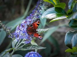 mariposa pavo real europea, inachis io, alimentándose de la flor de buddleia foto