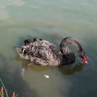 cisne negro, cygnus atratus, en un lago en kent foto