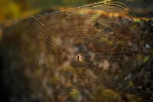 araña en una telaraña al sol, en el bosque foto