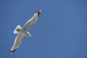 Common Gull, Larus canus, in flight at Brighton photo