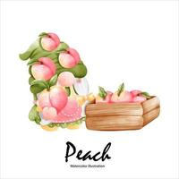 Watercolor peaches, peach gnome watercolor fruit. vector illustration