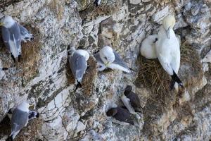 Various seabirds nesting in the cliffs at Bempton in Yorkshire photo