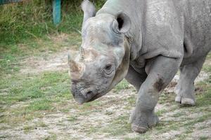 Black Rhinoceros or Hook-lipped Rhinoceros walking around his pound photo