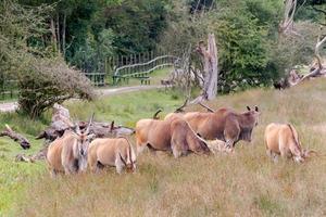 Herd of Common Eland photo