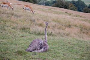 avestruz común viendo una manada de antílopes lechwe rojos pastando foto