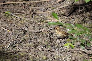 Baby Song Thrush, Turdus philomelos, waiting to be fed photo
