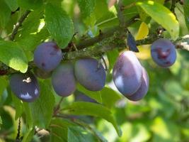 Bunch of Plums ripening in the sunshine photo