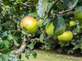 Apples ripening on the bough in Kent photo