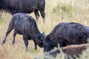 Young American Bison, Bison bison,  play fighting in Yelowstone National Park photo