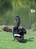 Agressive Black Swan, Cygnus atratus, by a lake photo