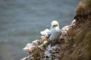 Gannet, Morus bassanus, at Bempton Cliffs in Yorkshire photo