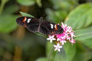 Postman Butterfly, heliconius melpomene photo