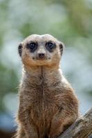 Meerkat or Suricate acting as a sentry photo