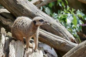 Alert Meerkat or Suricate on a dead tree photo