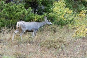 Mule Deer, Odocoileus hemionus,  running through the scrub in Montana photo