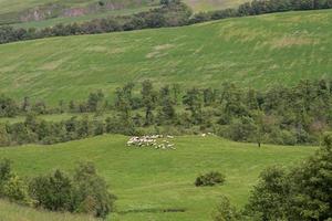 Shepherd watching his flock in Val d'Orcia Tuscany photo