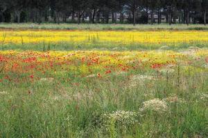 A field of spring flowers in Castiglione del Lago Province of Perugia photo
